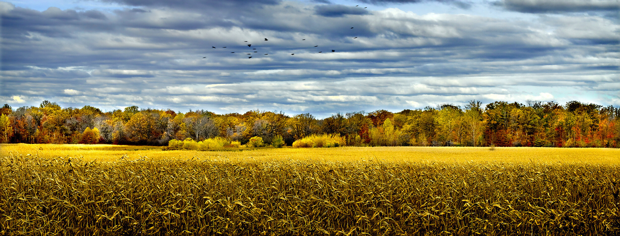 Birds Flying