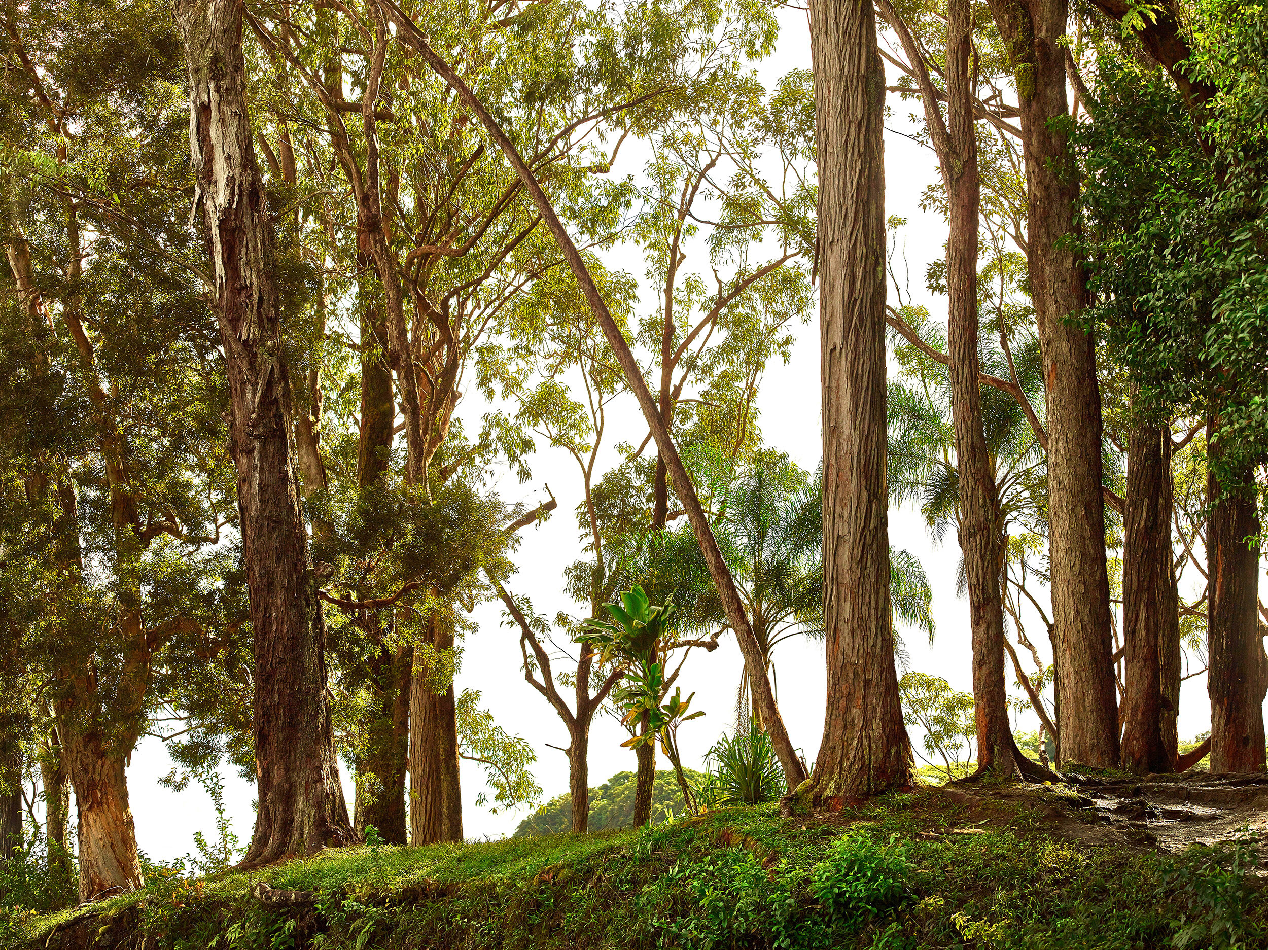 Eucalyptus Forest