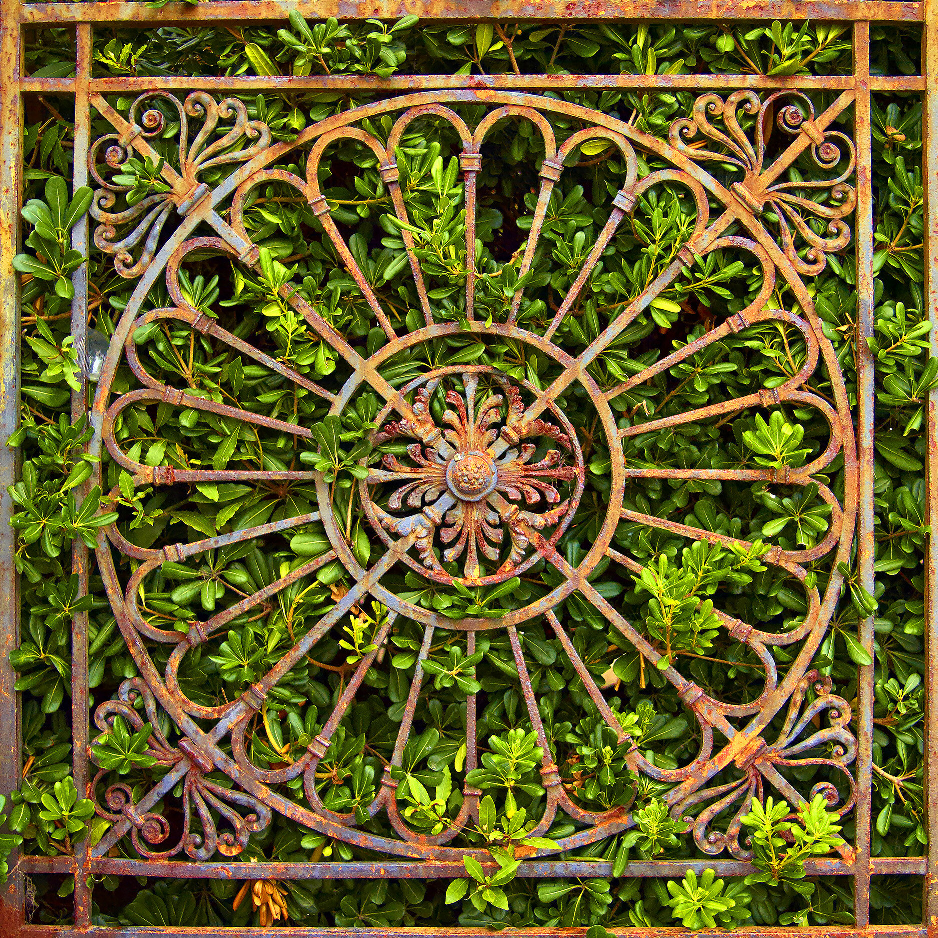 Iron Garden Gate