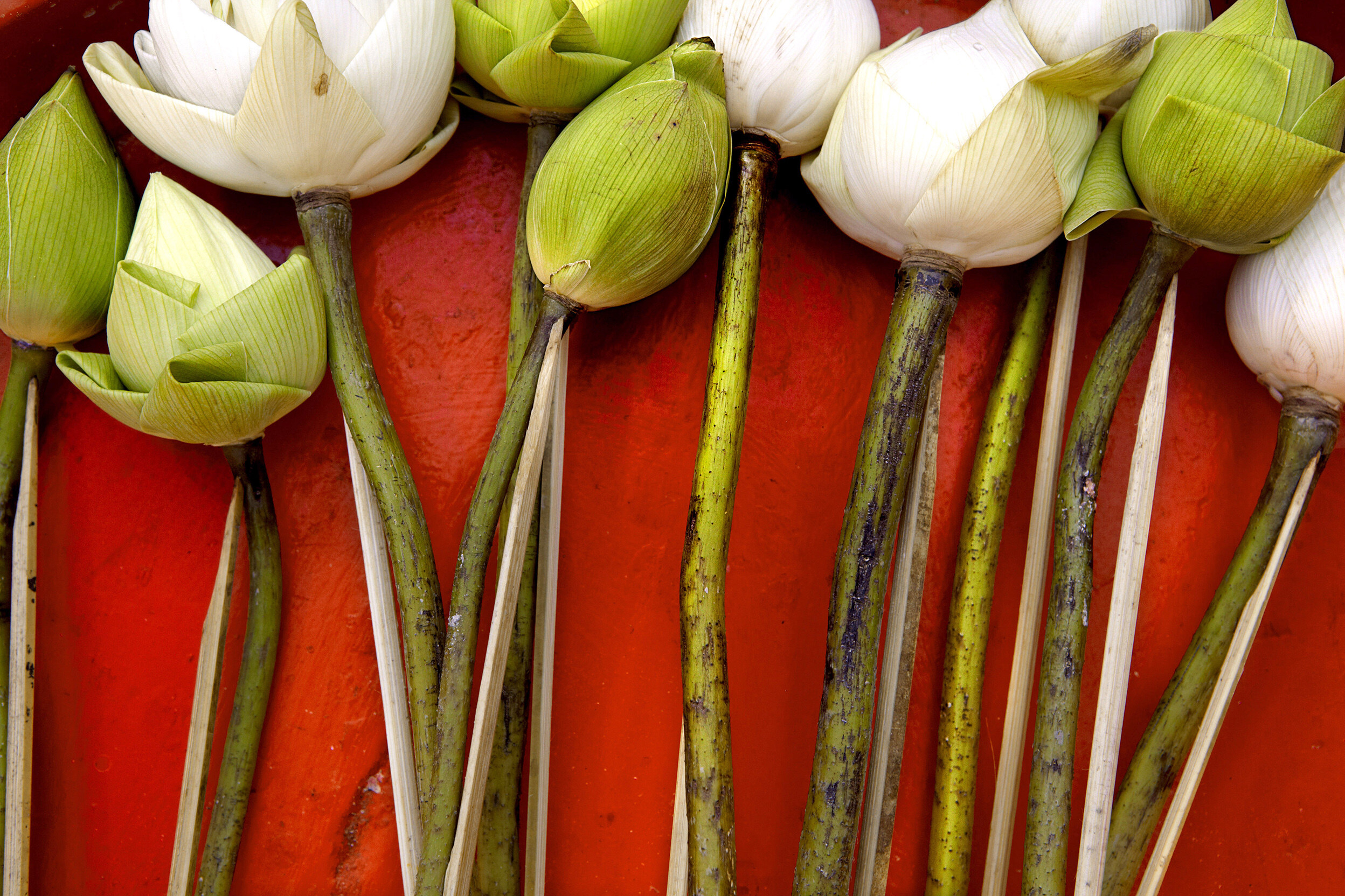 Lotus Pods