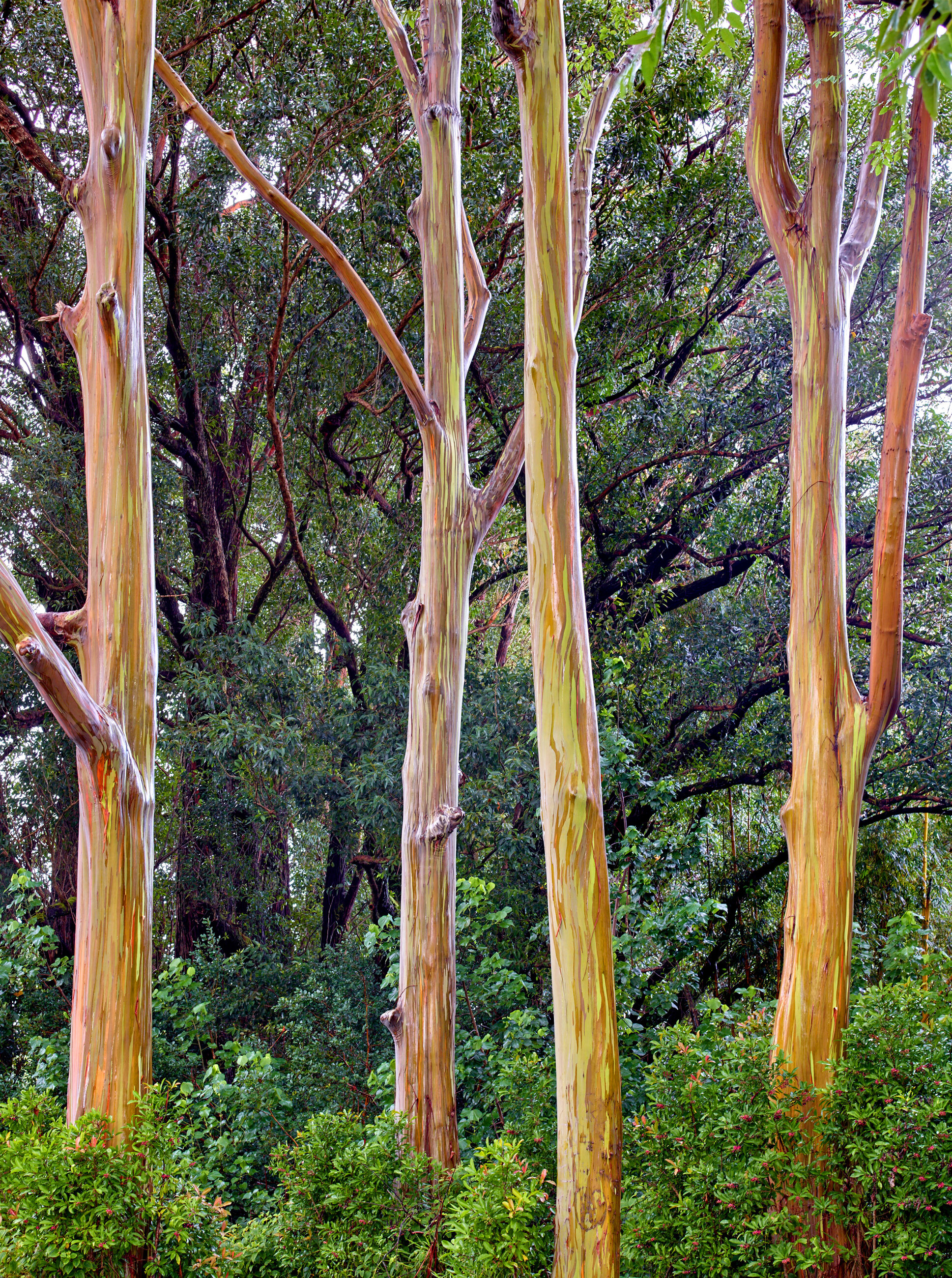 Rainbow Eucalyptus